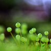 苔の世界２５－２5（タマゴケ）