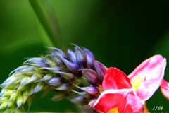 葛の花