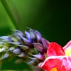 葛の花