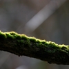 苔の世界 15