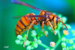 キイロスズメバチ