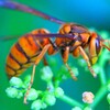 キイロスズメバチ