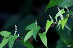 山芋