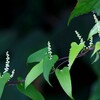 山芋