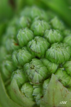 山菜