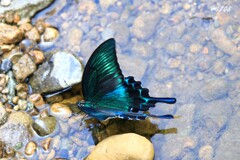ミヤマカラスアゲハ 2/2