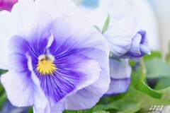 パンジー
