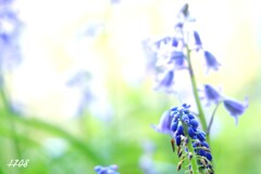 里山の畑で咲く花 ２
