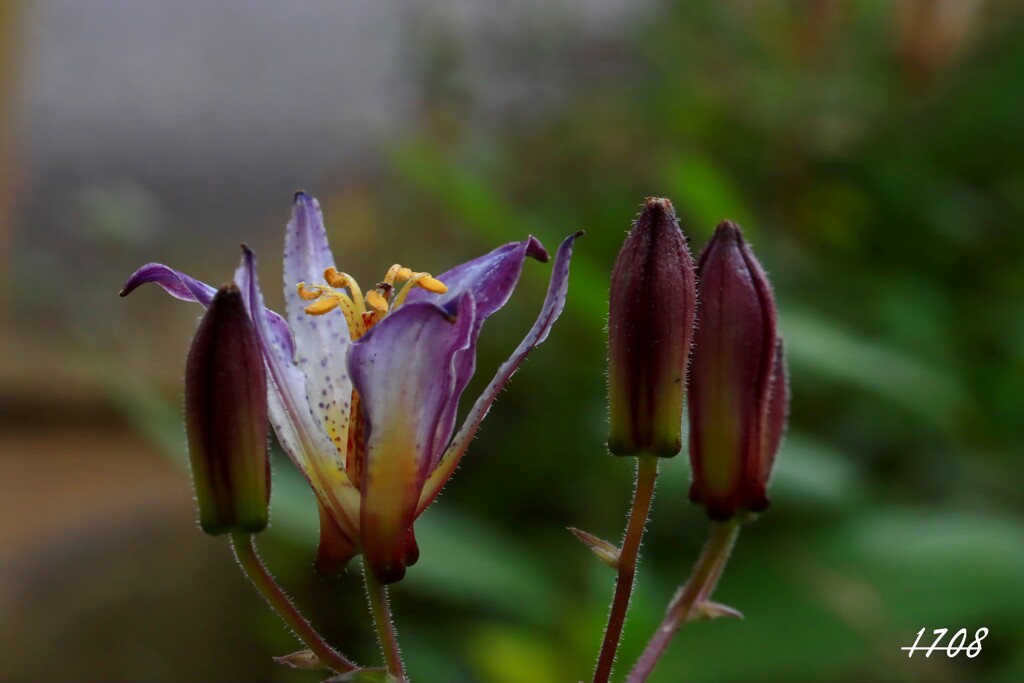 冬のホトトギス