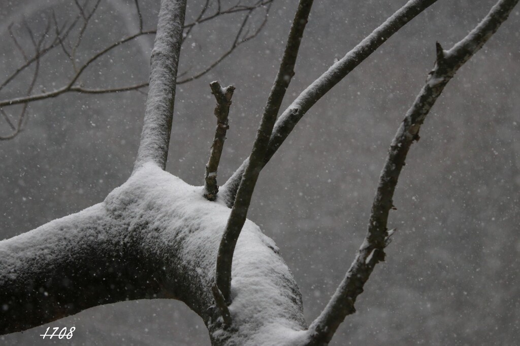 積もり始めた雪