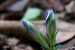 開花は何時？