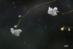 梅 2