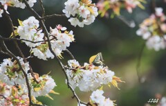 今季初のアゲハ