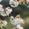 今季初のアゲハ