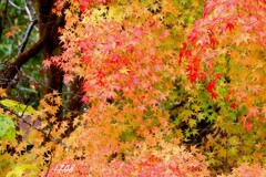 里のもみじ４