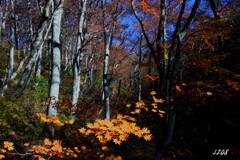 残り物に福がある ４