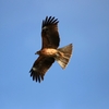 鳶