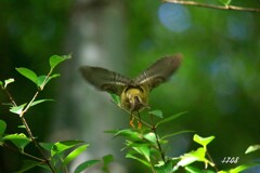 キクイタダキ 4/4