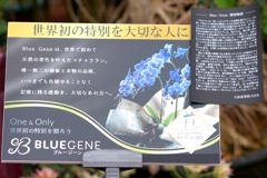 １７年間の汗と涙の結晶 「ブルージーン」1/4