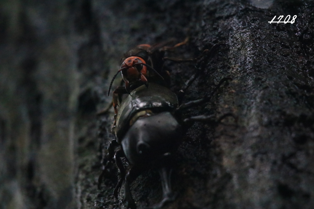 カブトムシvs.オオスズメバチ