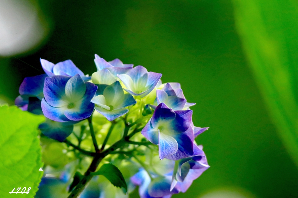 紫陽花