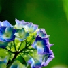 紫陽花