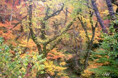 大山紅葉