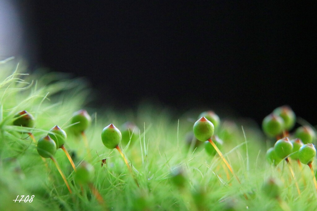 苔の世界 （タマゴケ）2024-34