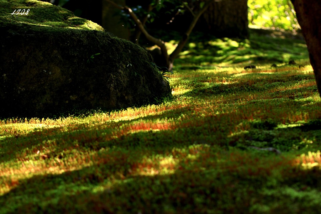 苔の世界 32（日本庭園）