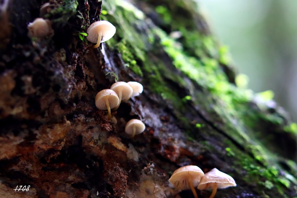 苔の世界 ２０２６－２６（キノコ）