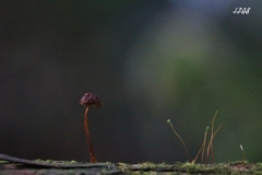 苔の世界 43