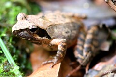 タゴガエル
