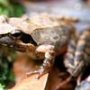 タゴガエル