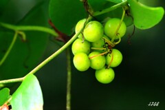 秋を待つサルトリイバラ