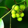 秋を待つサルトリイバラ