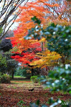 紅葉とカラス