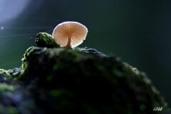 苔の世界 ２０２６－２７（キノコ）