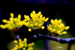 開花宣言 2/2