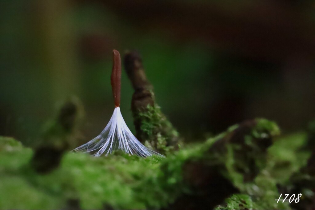 苔の世界 ２０２６ー７（着地）