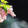 馬酔木 ２