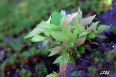 秋の新芽