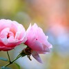 秋の薔薇