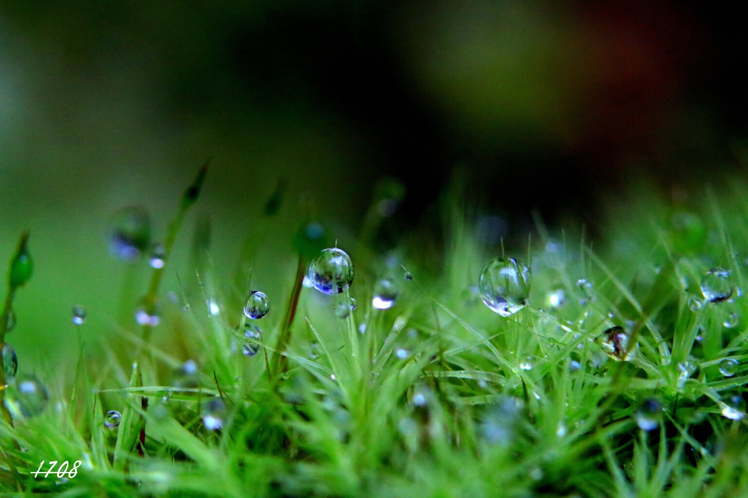苔の世界２５－１４（水滴）
