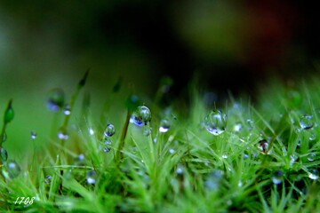 苔の世界２５－１４（水滴）