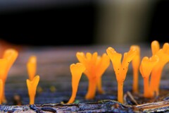 キノコ 1/4