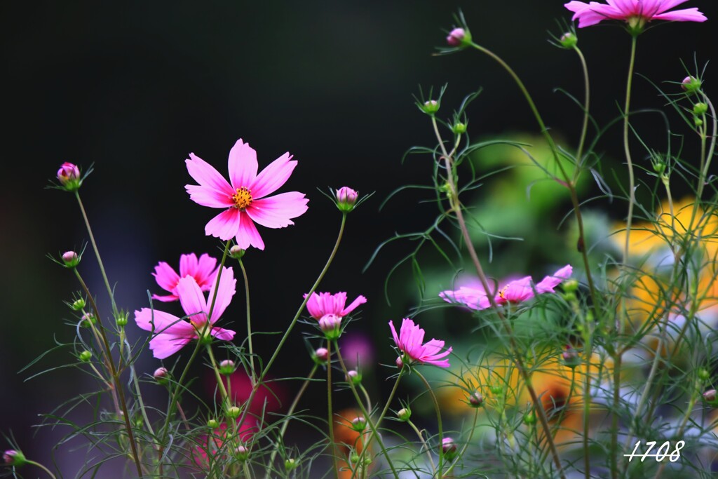 花畑で