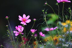 花畑で