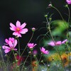 花畑で