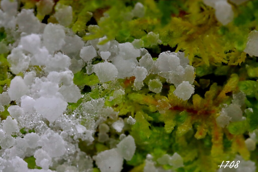 霰と苔