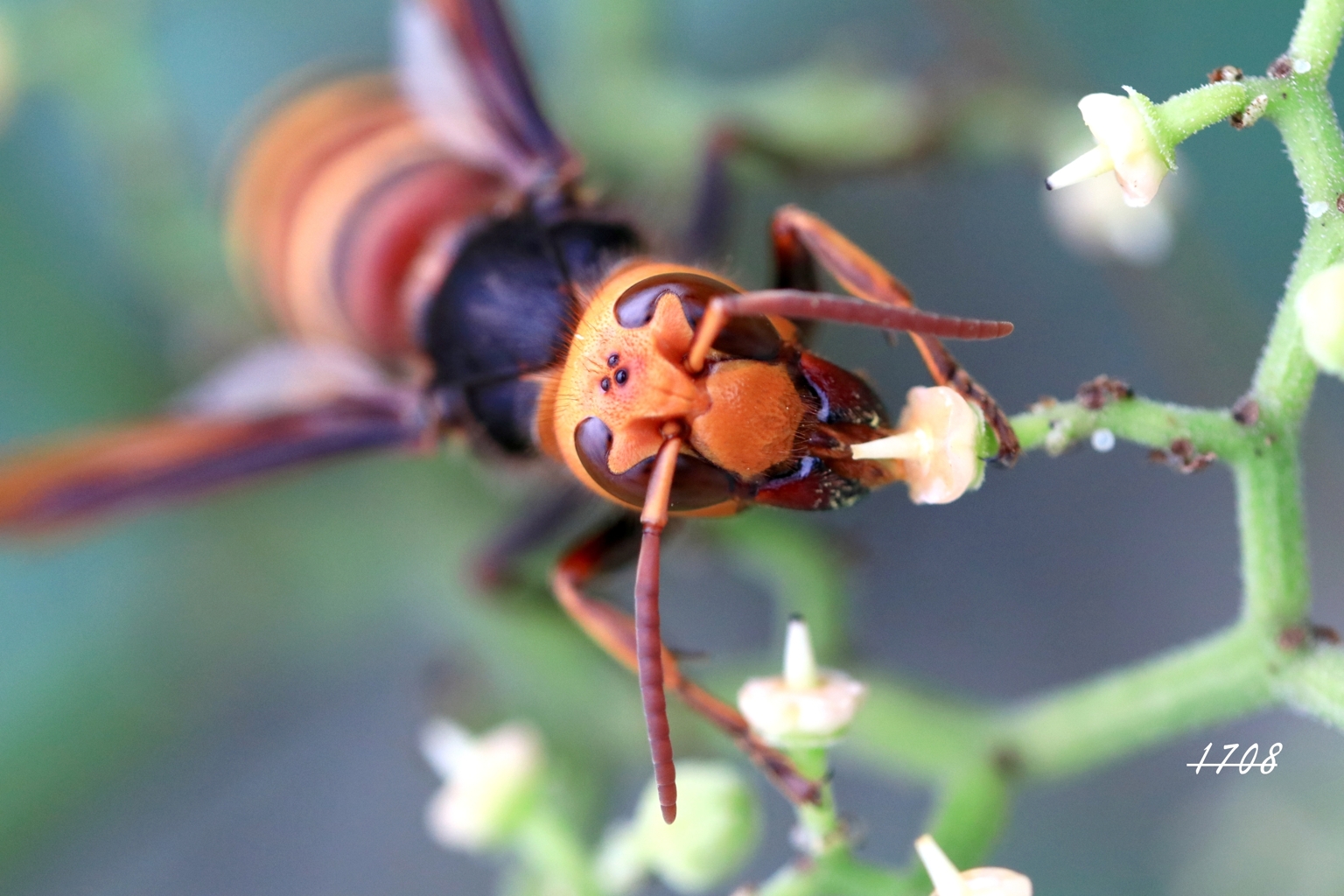 ヒメスズメバチ